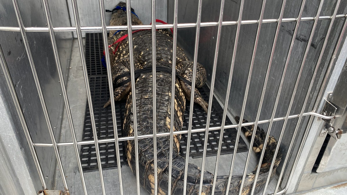 Pennsylvania alligator in cage