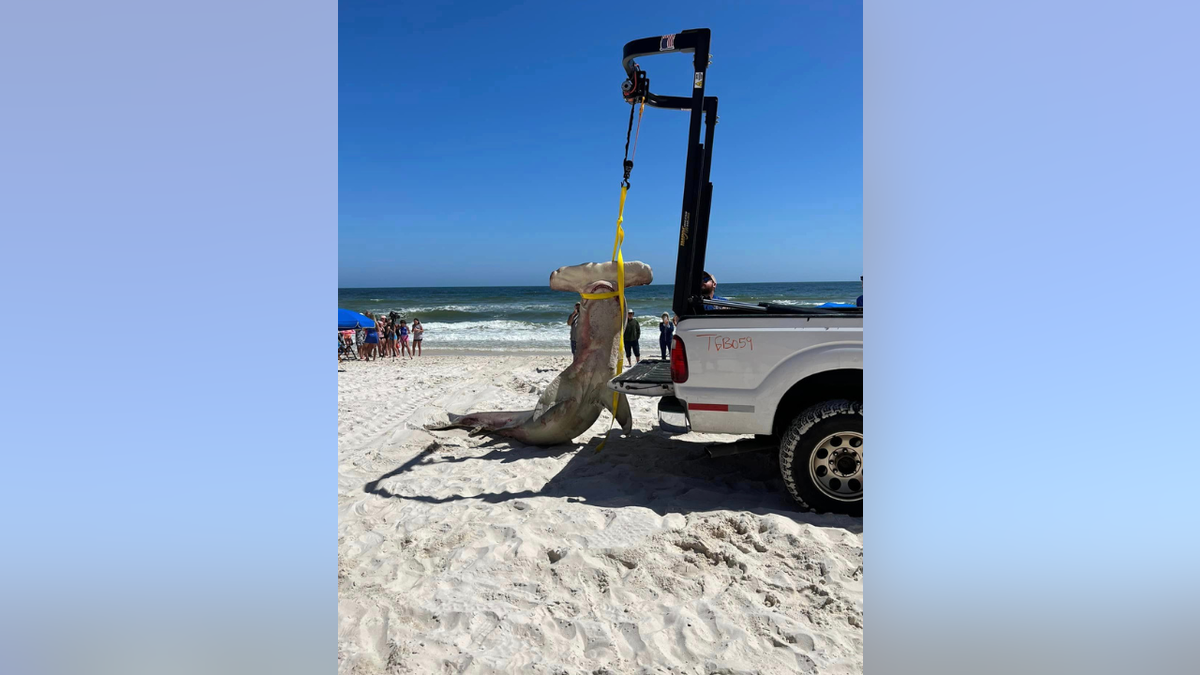 Hammerhead shark hoisted on truck