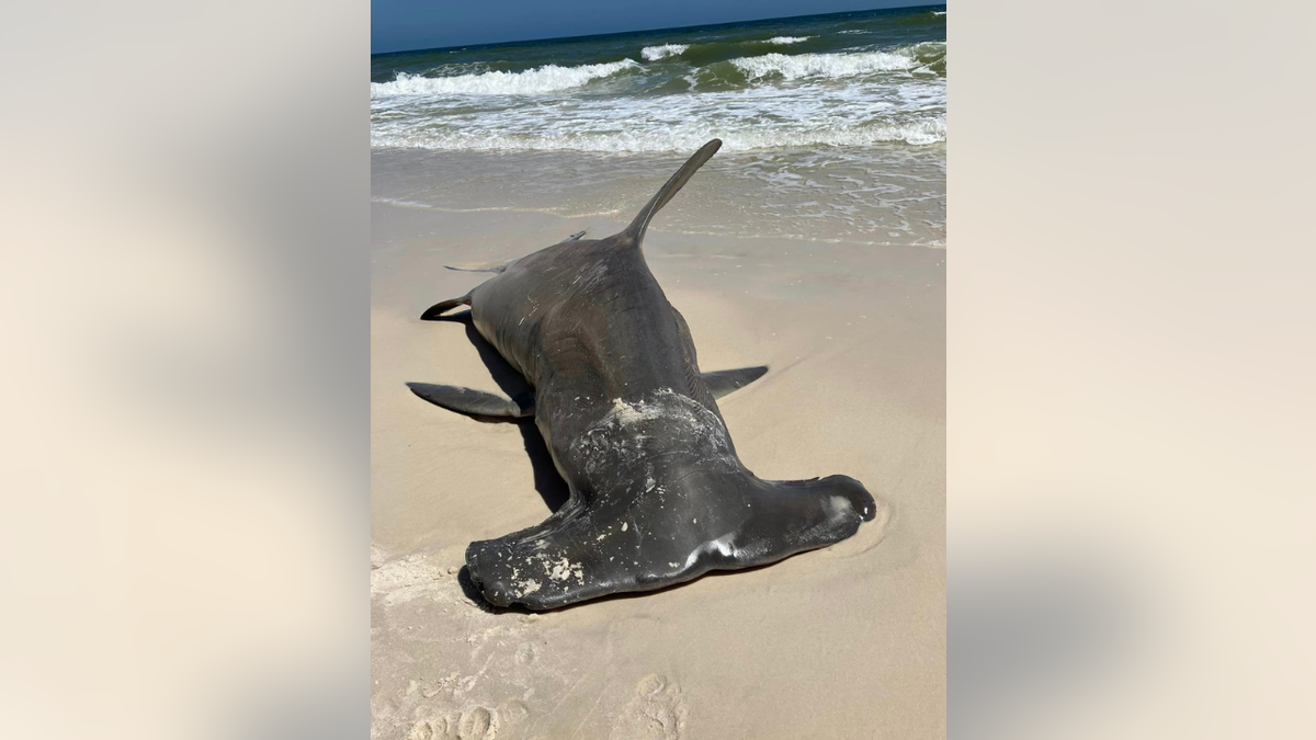 Deceased hammerhead shark on beach