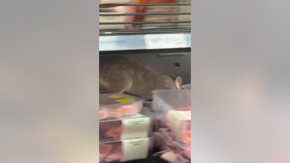 possum in store