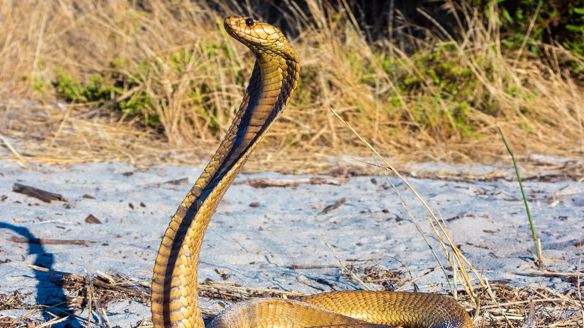 cape cobra snake south africa