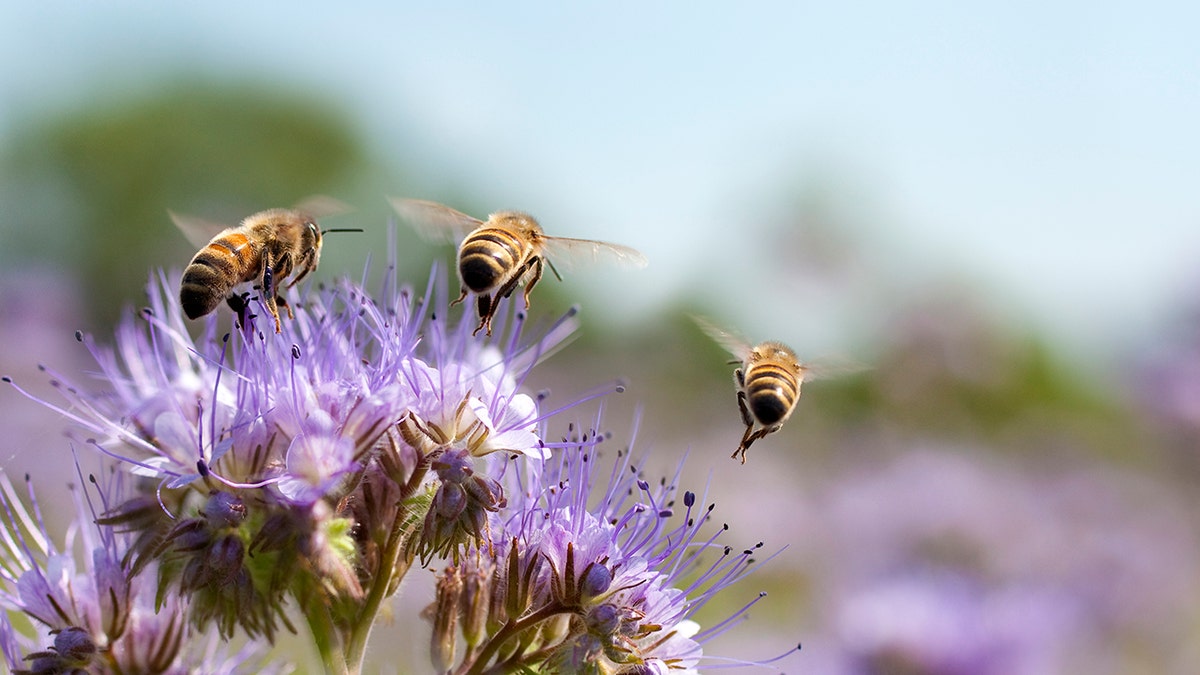 bees flying over flowers