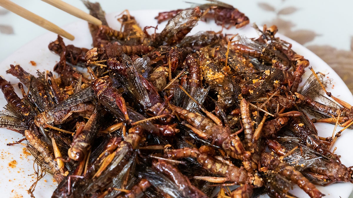 Piles of fried insects