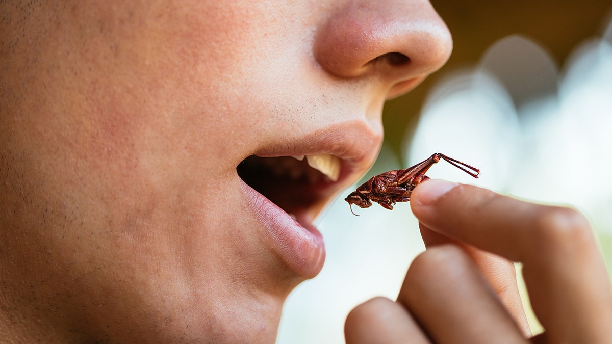 eating a cricket