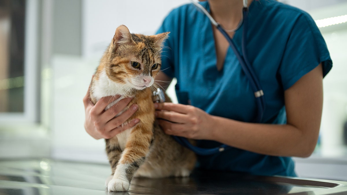 cat at vet