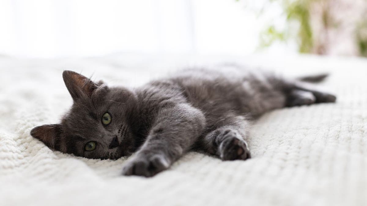 Gray cat lays in bed