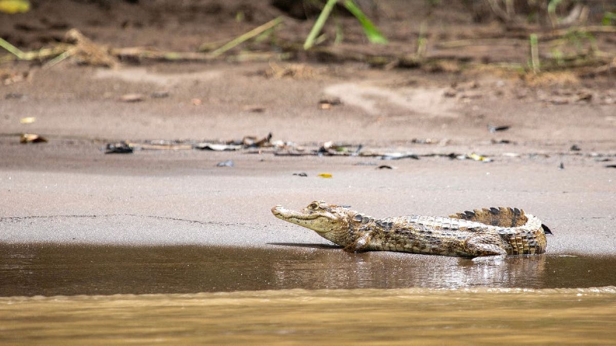 Alligator on sandy shoreline of lake