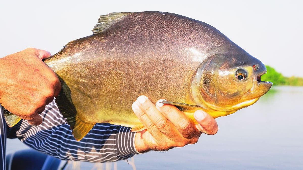 Pacu fish held in hand by someone in Brazil