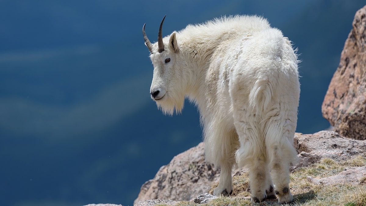 kambing gunung colorado