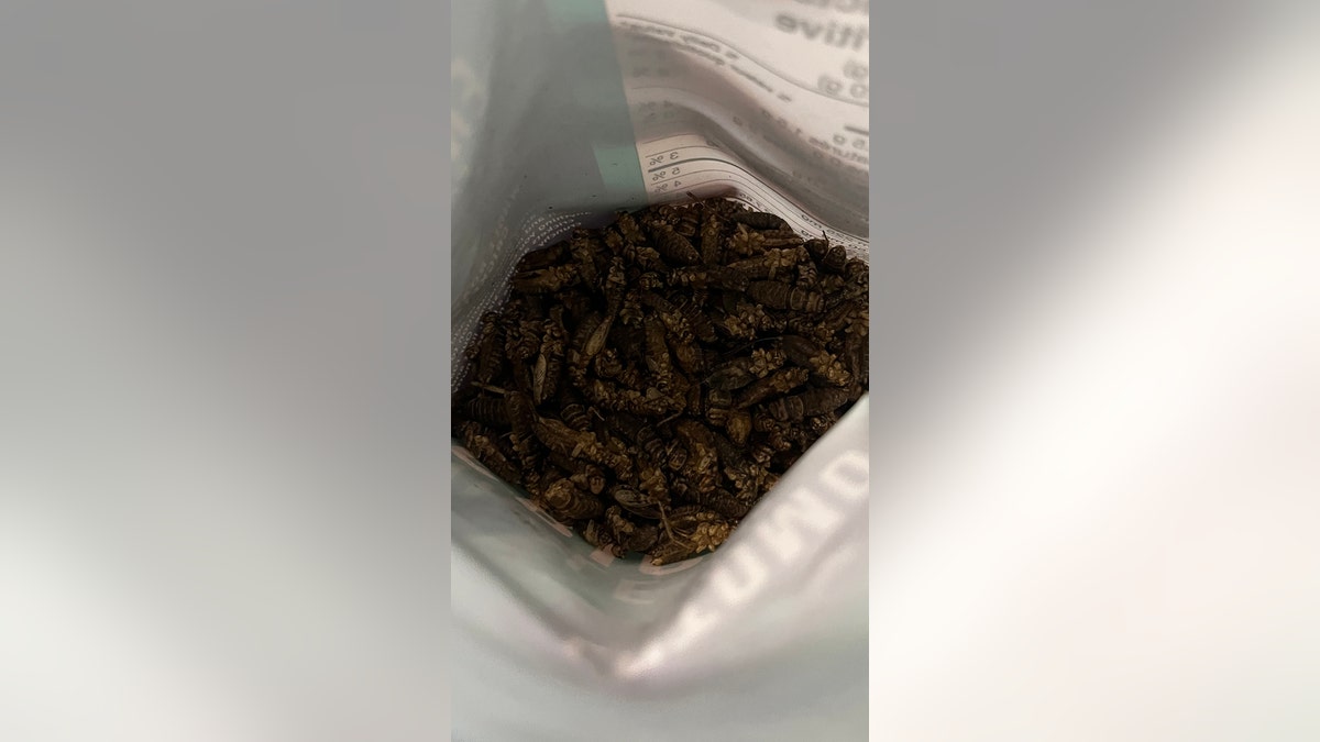 bag of crickets as food