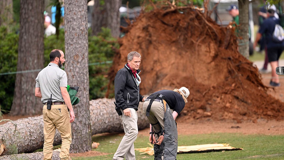 Tree out of ground at masters