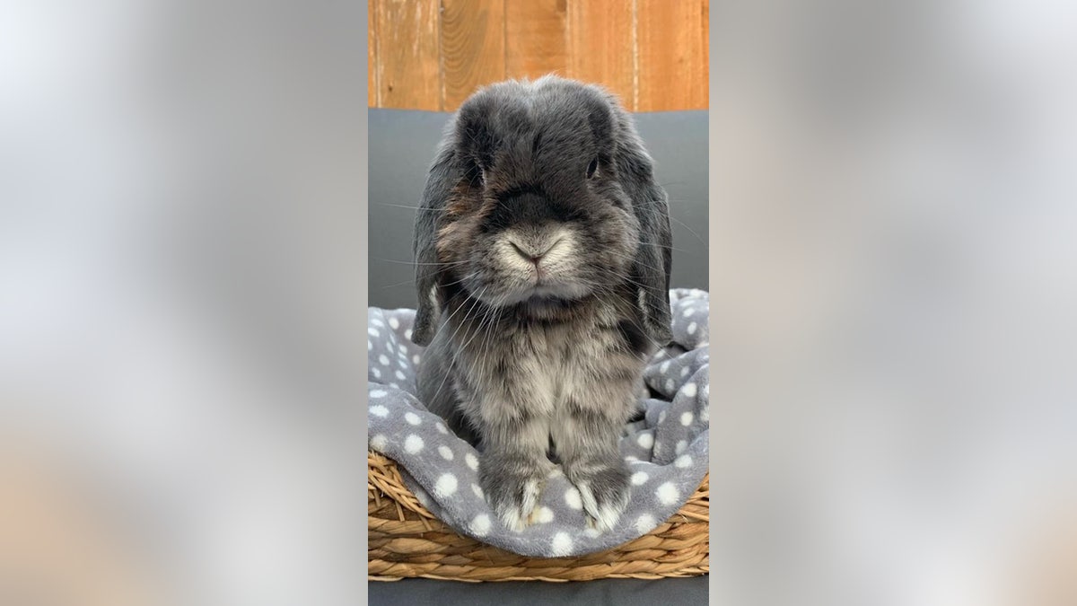 bunny in North Wales