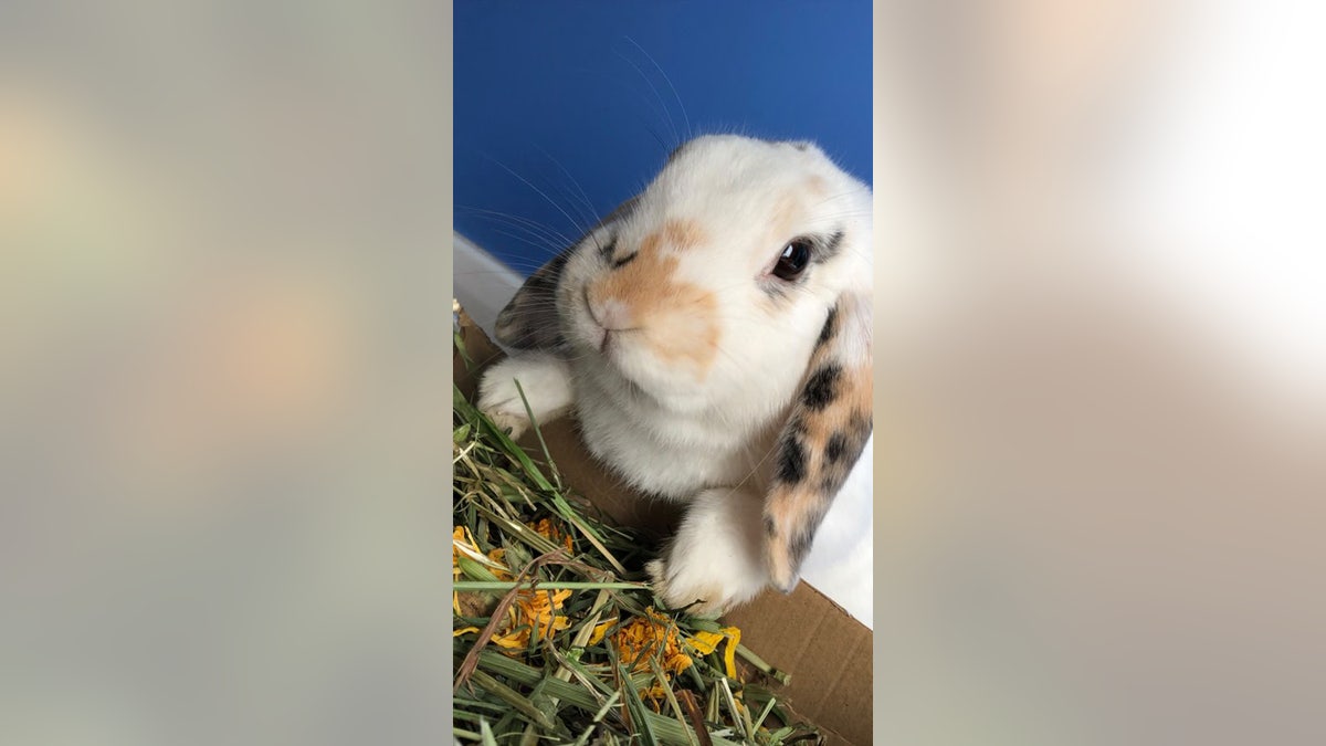 bunny rescue