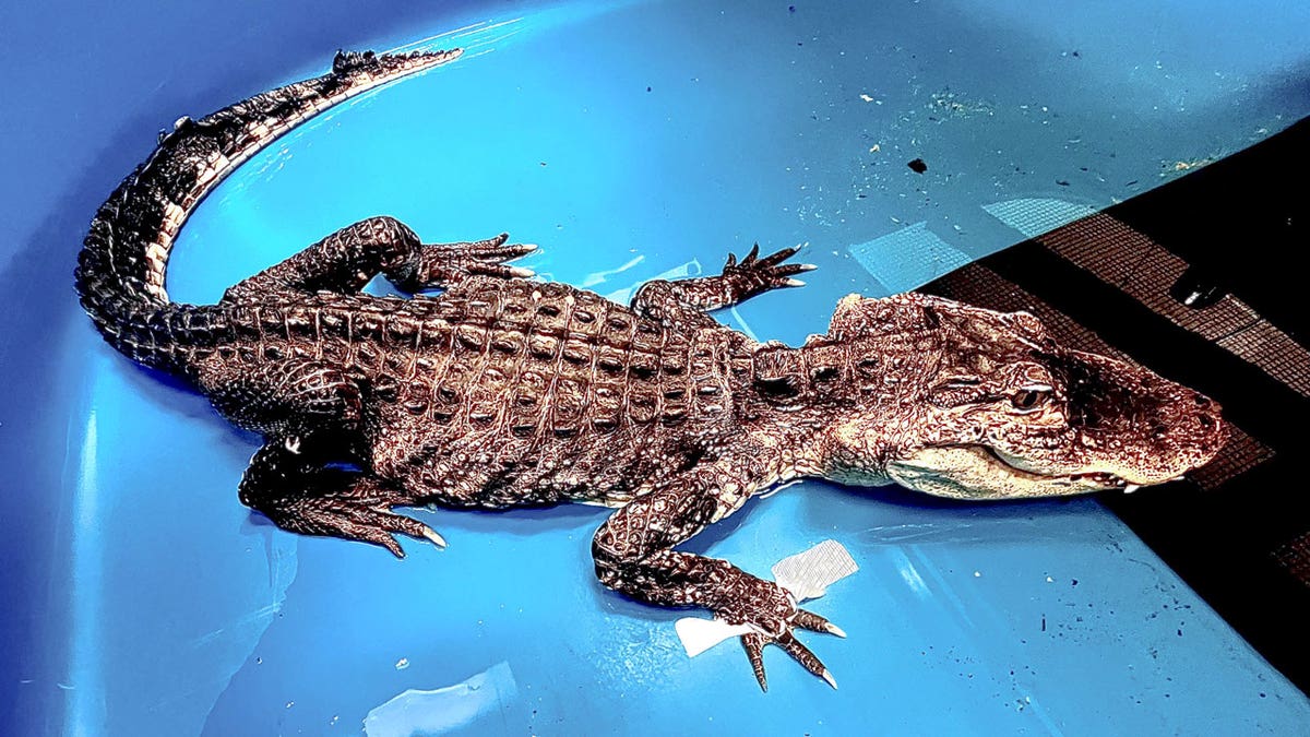 NYC alligator