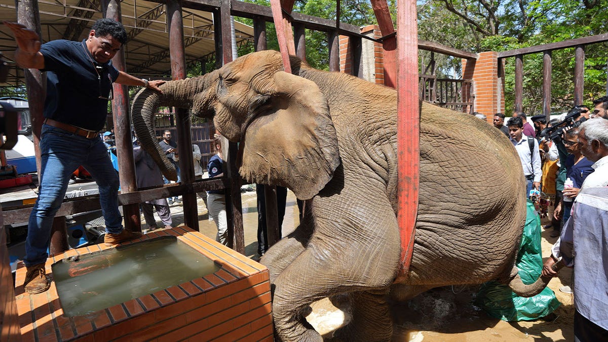 Elephant being lifted in Pakistan