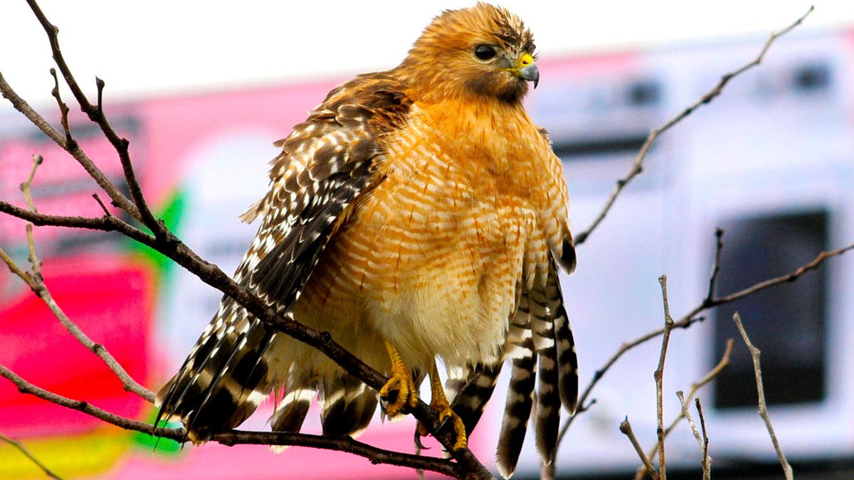 Red-shouldered hawk