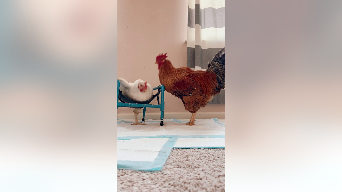 Rooster love story