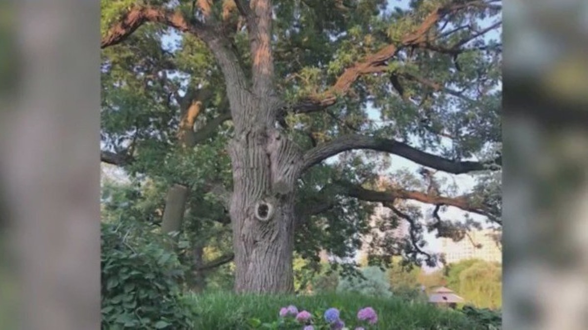 Bur oak in Chicago