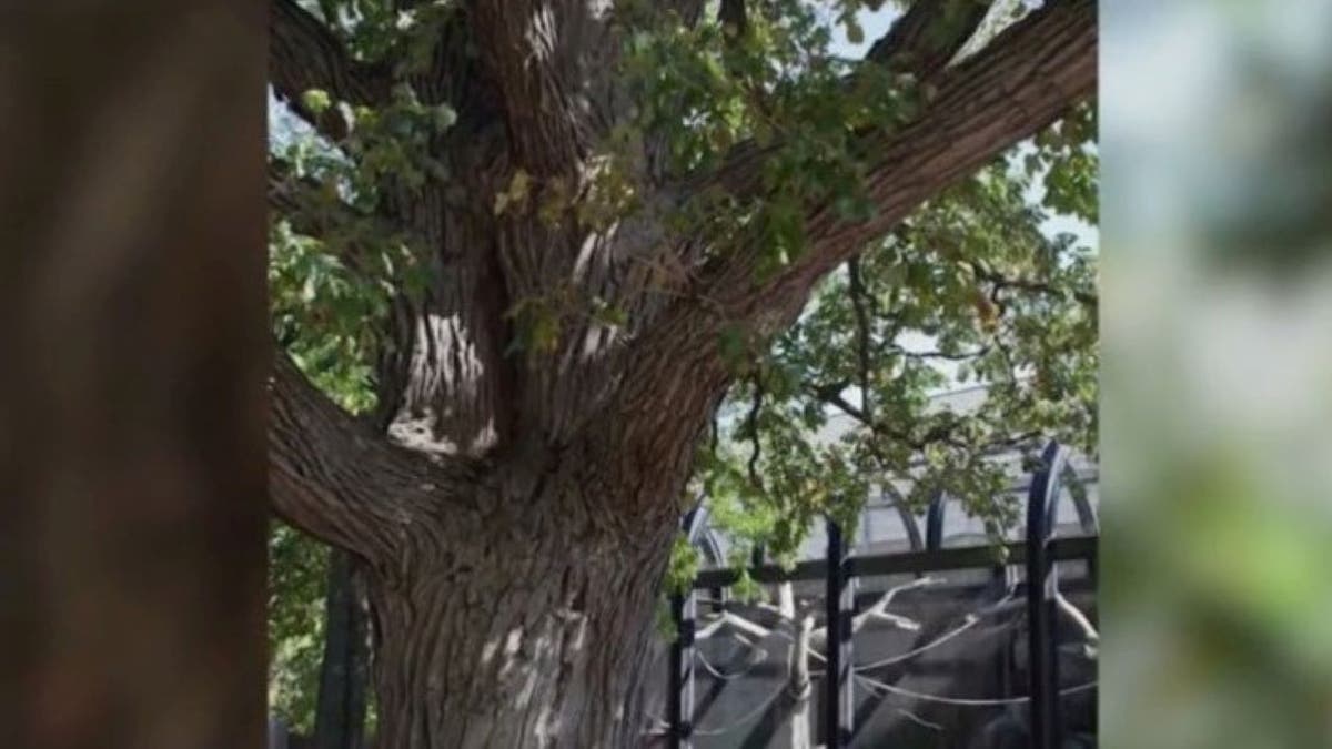 Branches of Lincoln Park Zoo oak tree