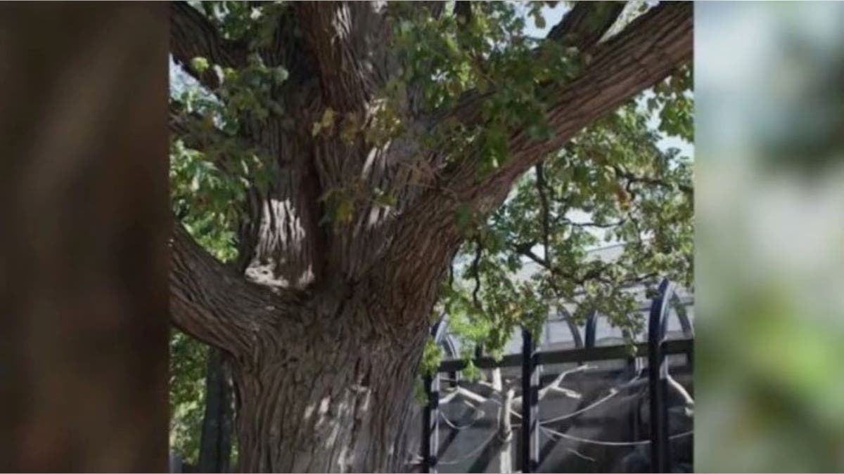 Branches of Lincoln Park Zoo oak tree