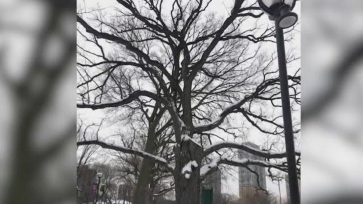 Wide shot of bur tree