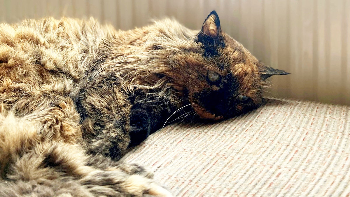 Oldest living clearance domestic cat