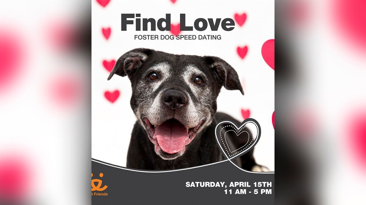 dog speed dating event poster