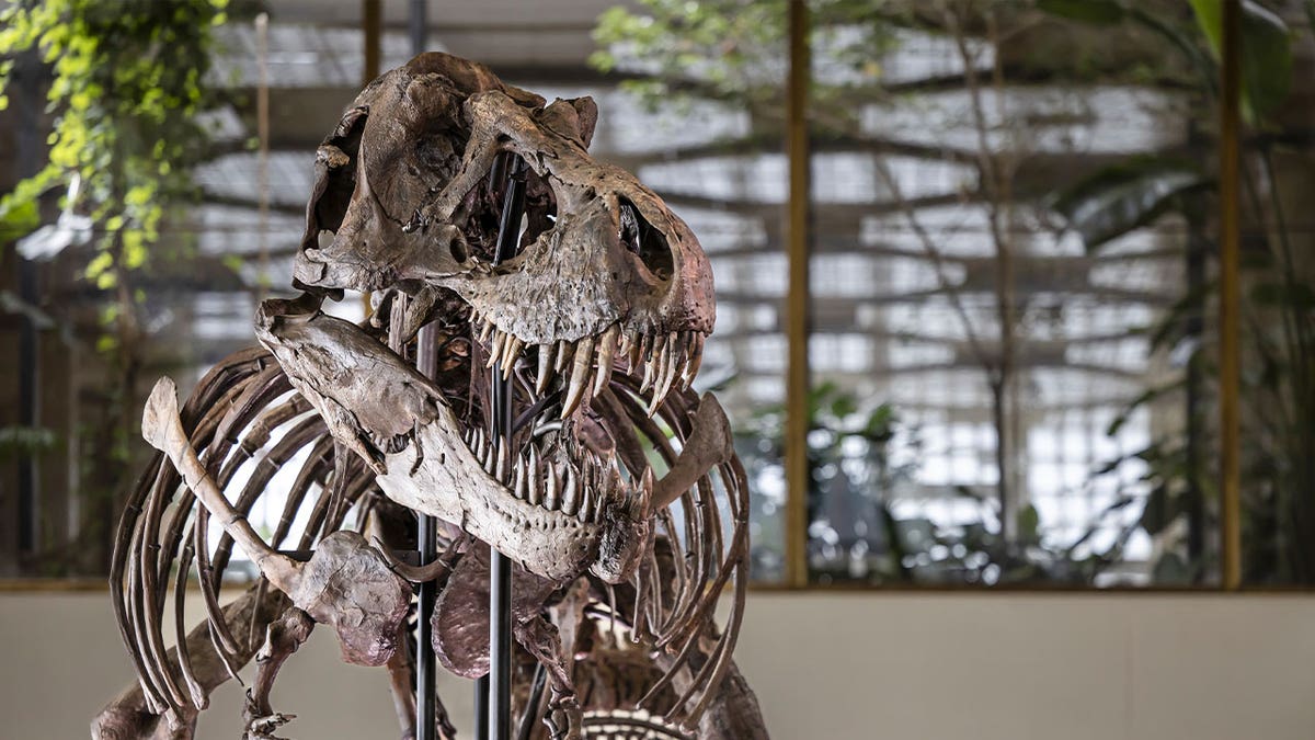 T. rex skeleton named Trinity