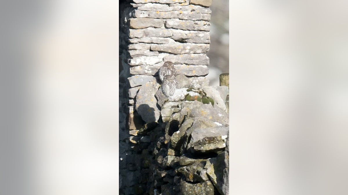 owls hiding