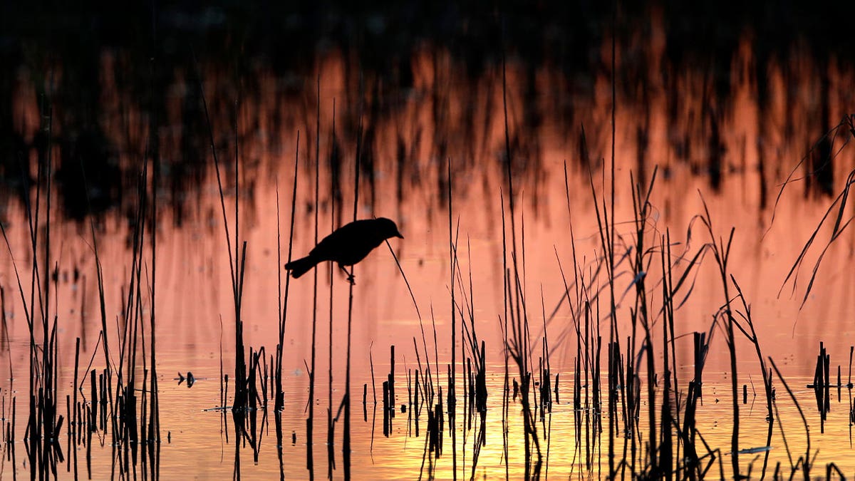 wetland