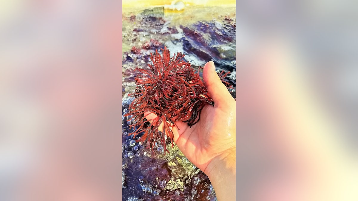 super seaweed