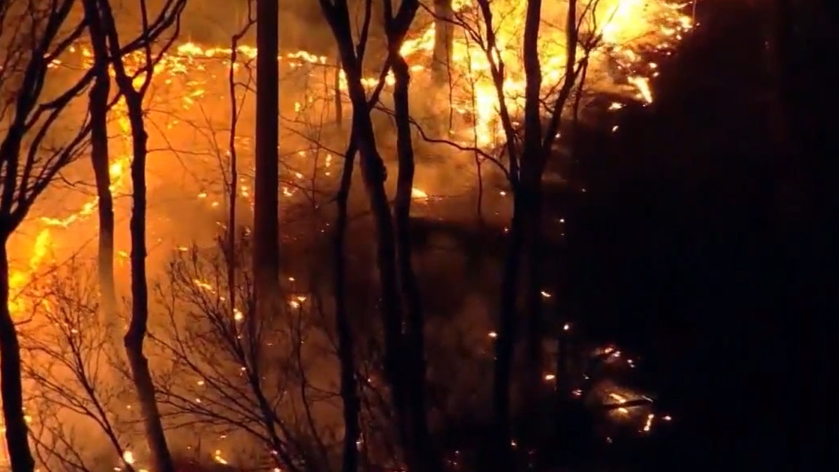 Close-up of trees burning