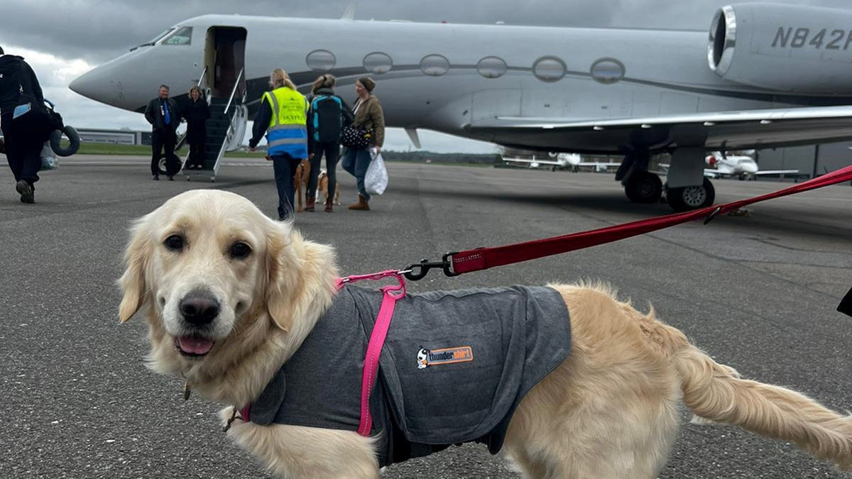 dogs airplane private jet