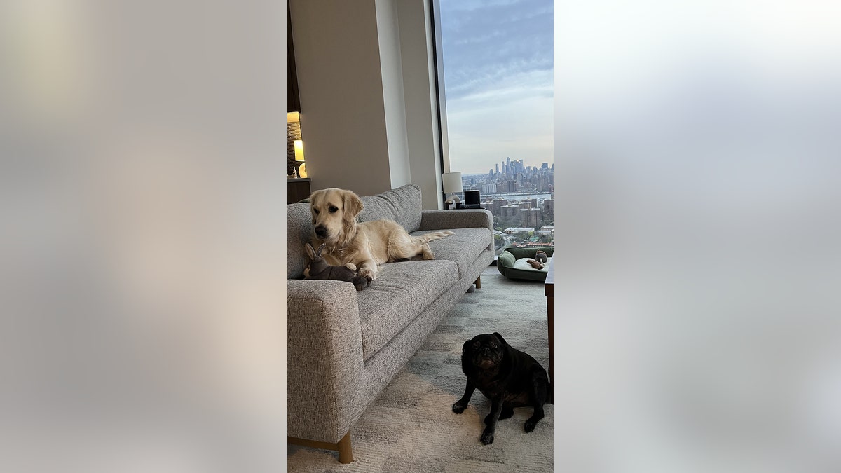 dogs new york new home