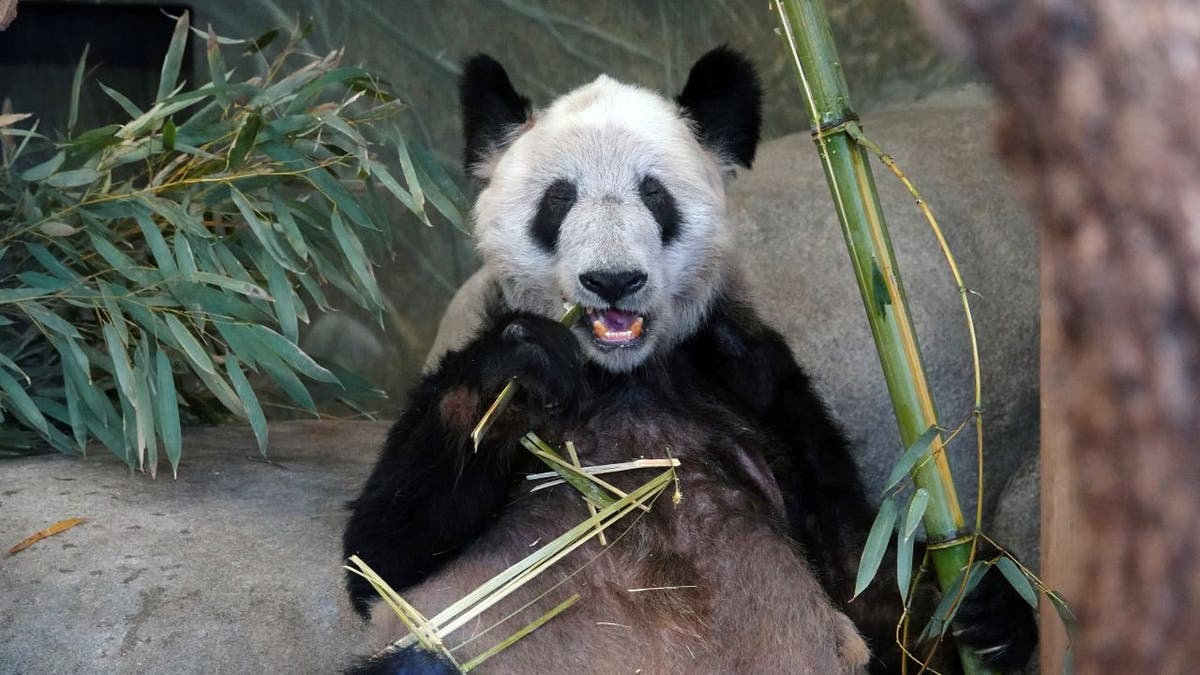 Ya Ya eating bamboo