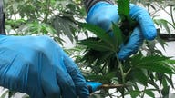 Legal marijuana growers along the West Coast struggle with oversupply, seek interstate sales