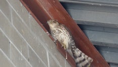 Michigan stranded hawk rescued from parking garage stairwell