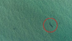 Dramatic video captures hammerhead going after group of sharks