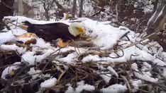 Minnesota EagleCam shows wind whipping nest out of tree, killing young eagle
