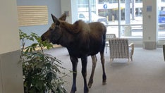 Alaska moose casually strolls into hospital lobby: 'Never a dull moment'