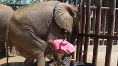 International veterinarians visit sickly elephant in Pakistani zoo amid widespread concern