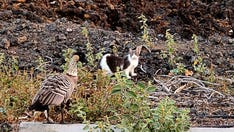 Hawaii authorities cite 2 women accused of harming endangered native geese by feeding feral cats