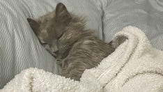 Utah kitty in need of a home is both 'confident' and 'chill' — and looking for a family to love