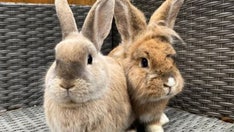 Animal lover personally saved over 200 pet rabbits: Finds her work 'very fulfilling'