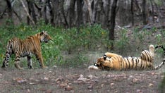 India’s Indigenous groups allegedly driven out to save country’s dwindling tiger population