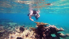 Scientists identify cause of Caribbean sea urchin die-off