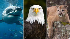 American wildlife quiz! How well do you know these stats and facts about animals in the United States?