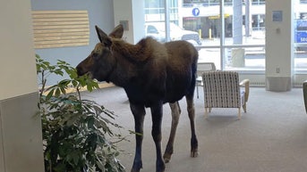 Alaska moose casually strolls into hospital lobby: 'Never a dull moment'