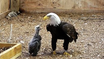 Missouri bald eagle becomes proud foster dad to eaglet chick after taking care of a rock