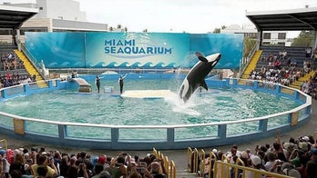 Lolita the killer whale to be freed from Florida aquarium after decades of captivity